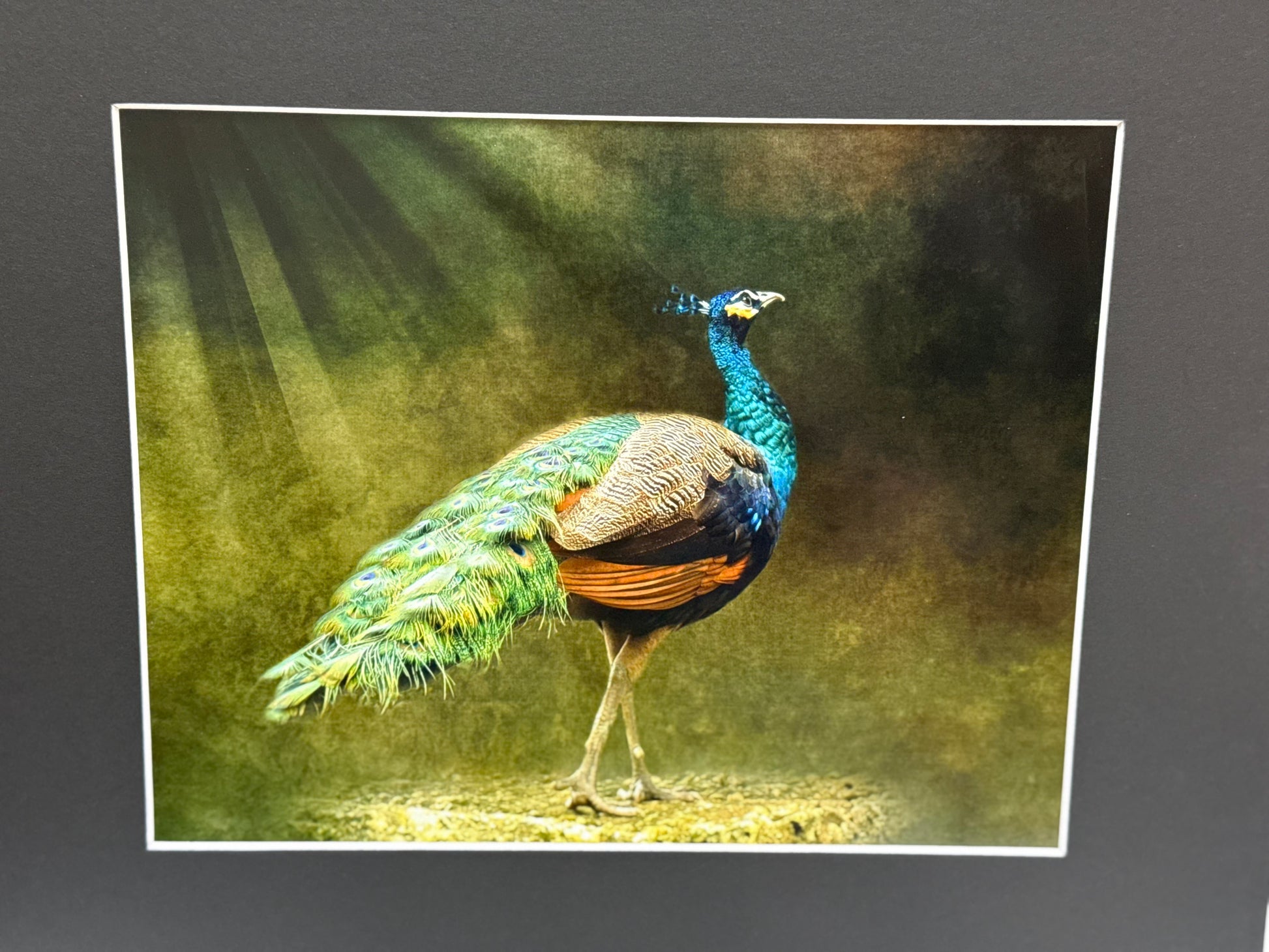 "Peacock Beauty" Print