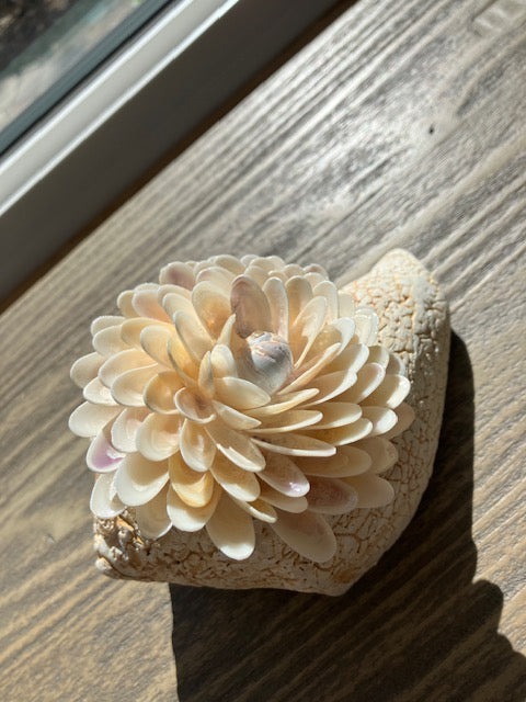 Class - Coquina Cluster on Driftwood