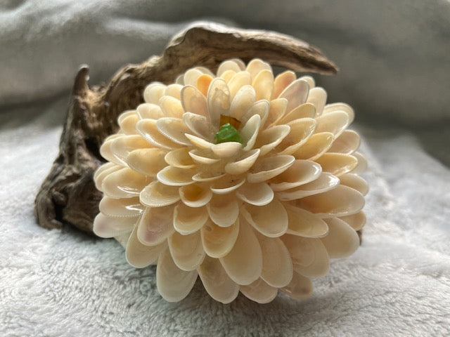 Class - Coquina Cluster on Driftwood