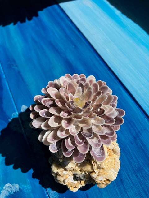 Class - Coquina Cluster on Driftwood
