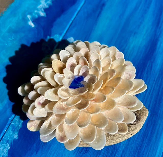 Class - Coquina Cluster on Driftwood